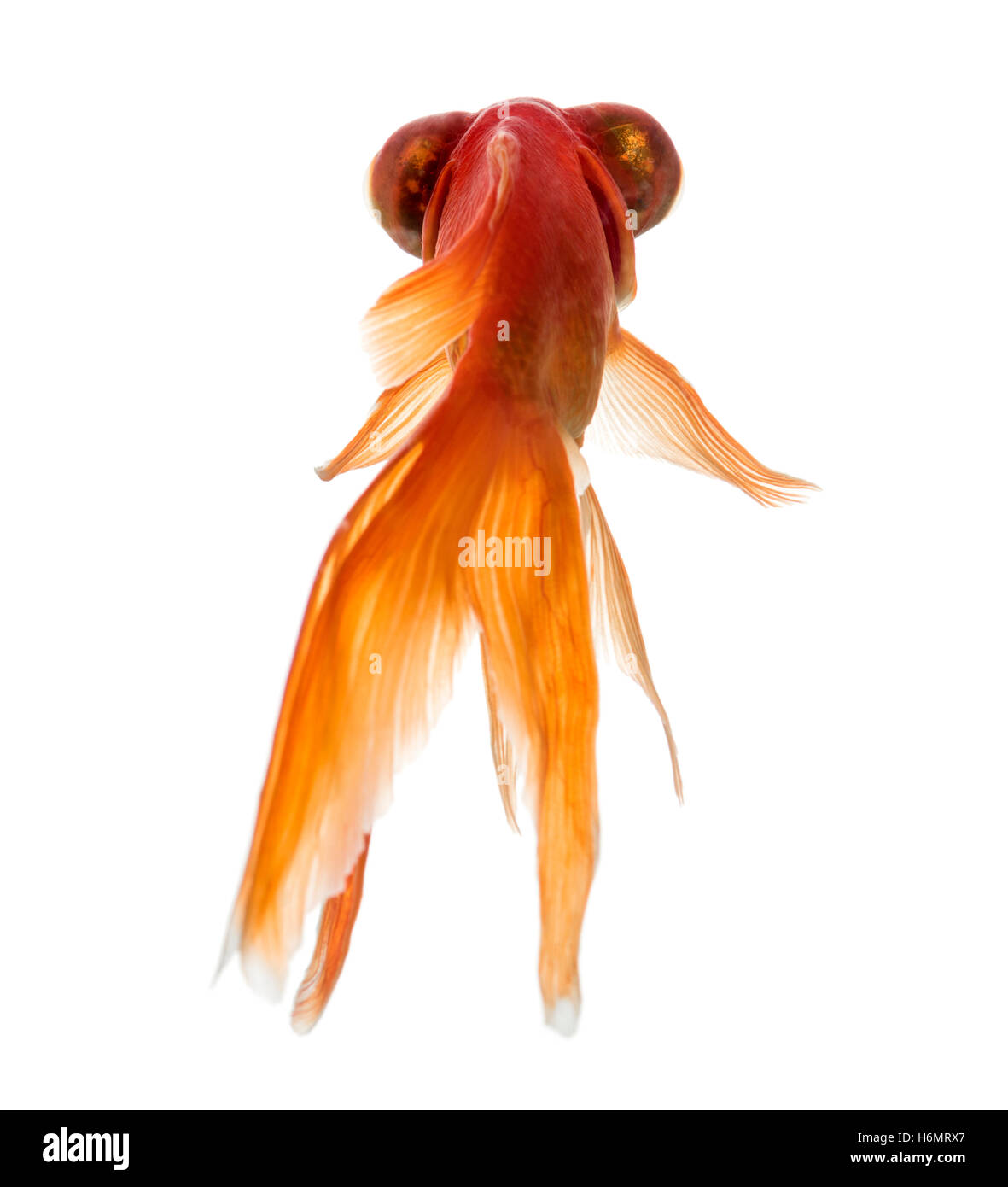 Rückseitige Ansicht von einem Goldfisch Islolated auf weiß Stockfoto