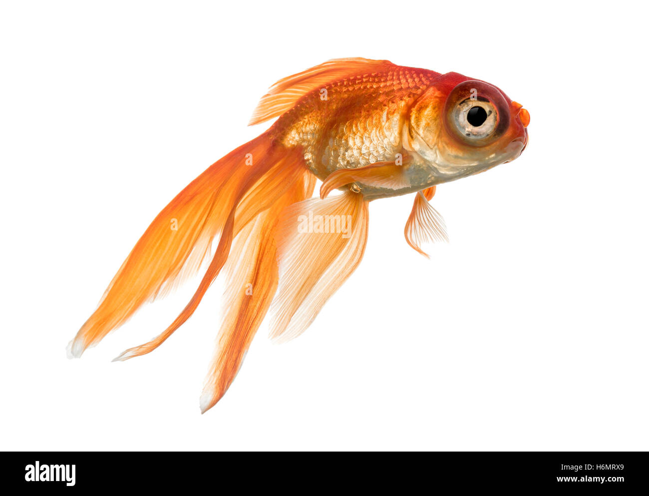 Seitenansicht des einen Goldfisch im Wasser, Islolated auf weiß Stockfoto