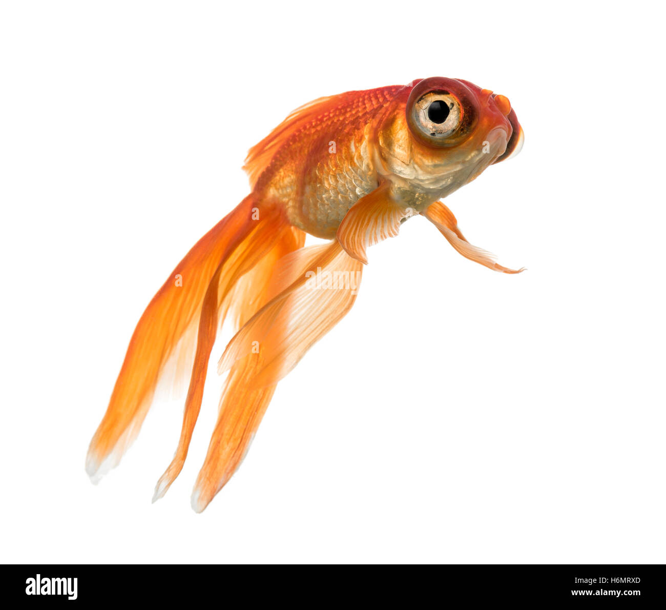 Seitenansicht des einen Goldfisch im Wasser, nachschlagen Stockfoto