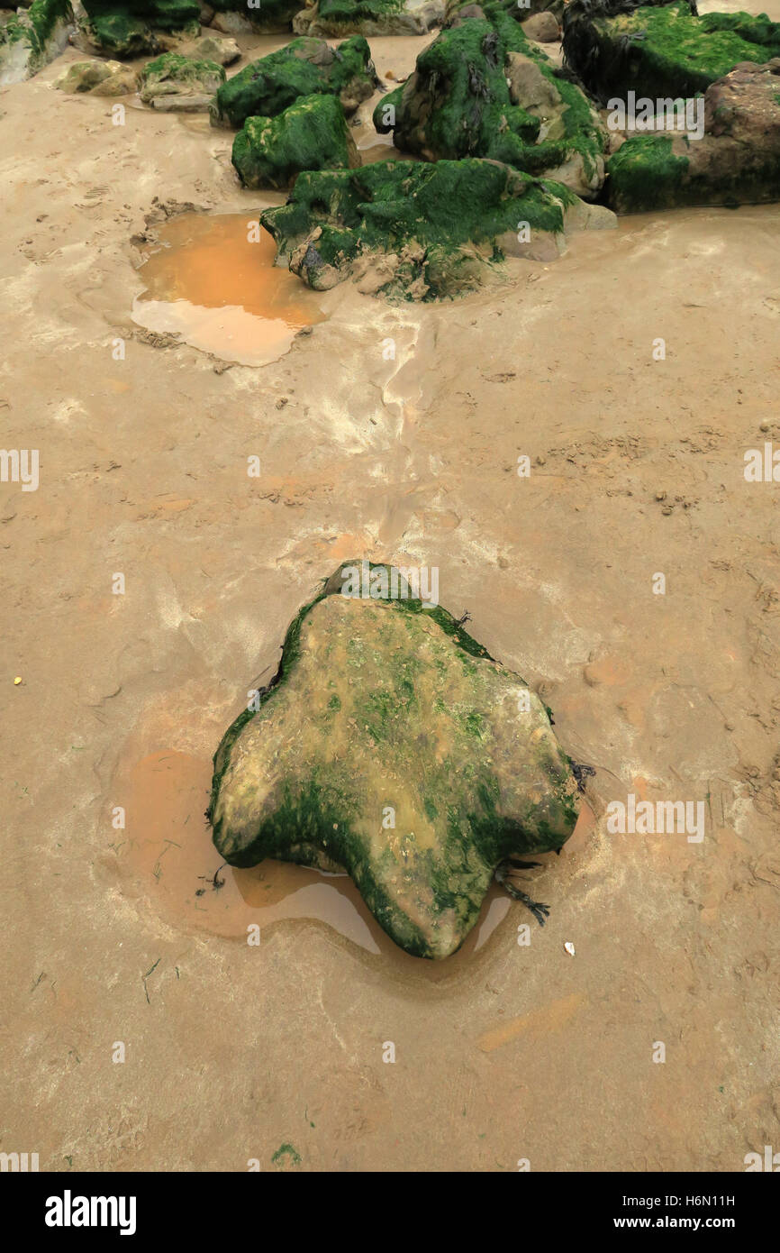 Fossilien. 125 Millionen Jahre alte Sandstein Form der Iguanodon Spuren am Strand der "Versteinerte Wald" in Hannover auf der Isle of Wight. Stockfoto