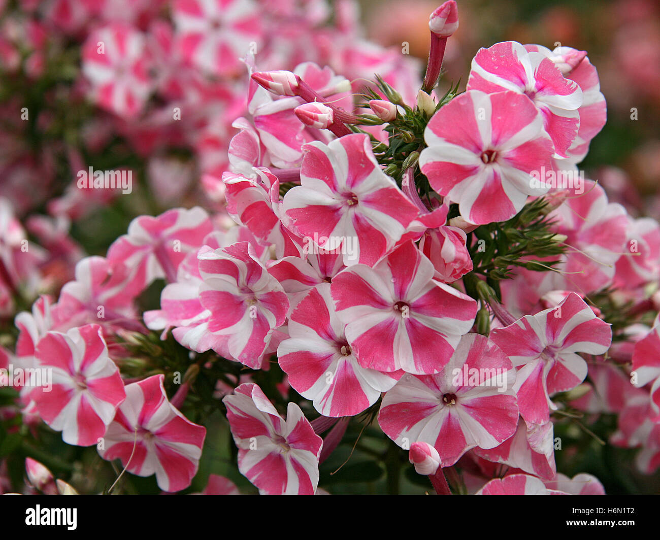 Phlox paniculata peppermint twist Fotos und Bildmaterial in hoher