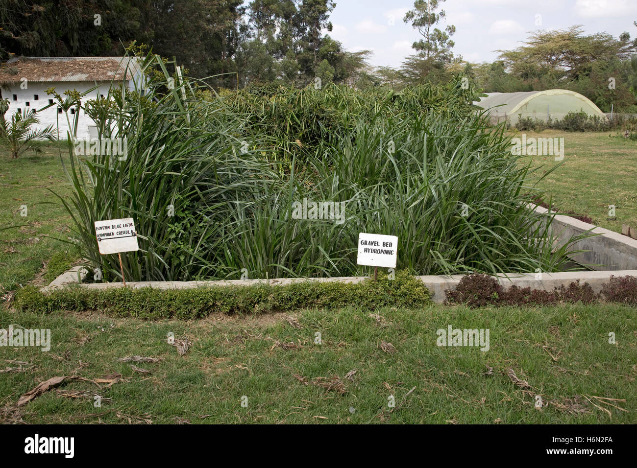 Wasserpflanzen im Kiesbett auf Bodenfilter Longonot Gartenbau Ltd Naivasha, Kenia Stockfoto