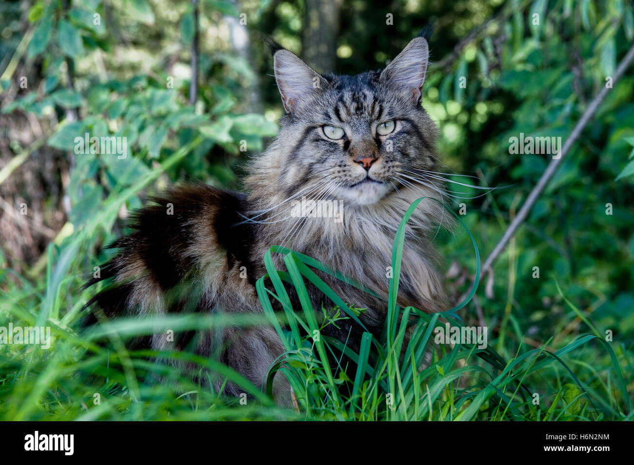 Haus Tiere Stockfoto