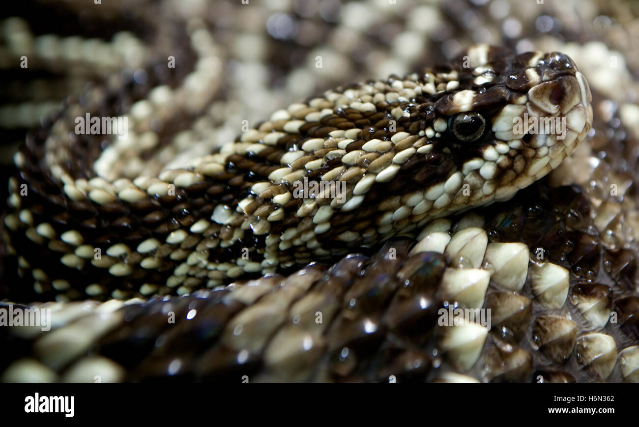 Reptilien Amphibien Stockfoto
