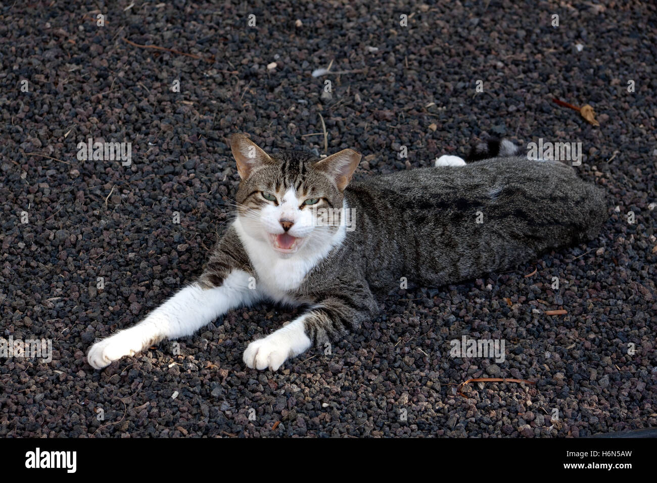 Katze, Gähnen Stockfoto