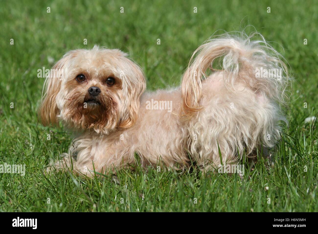 Haus Tiere Stockfoto