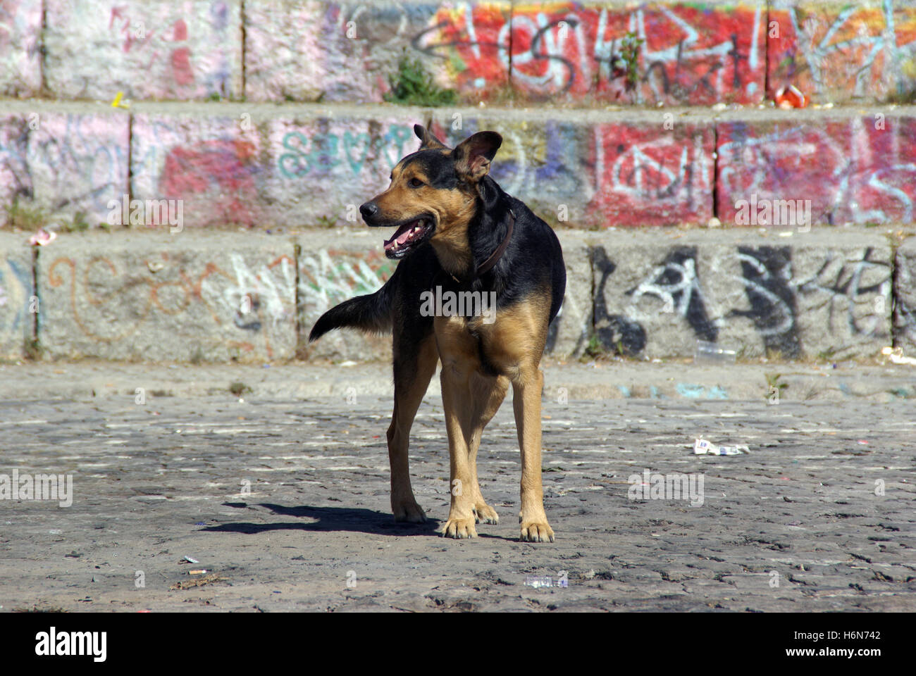Hund - Berliner Mauer - Mauerpark Stockfotografie - Alamy