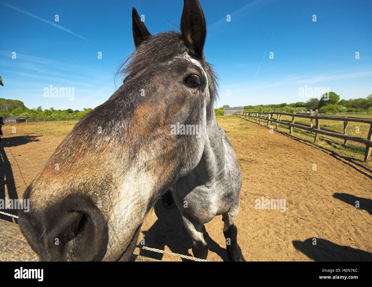 Säugetiere Stockfoto