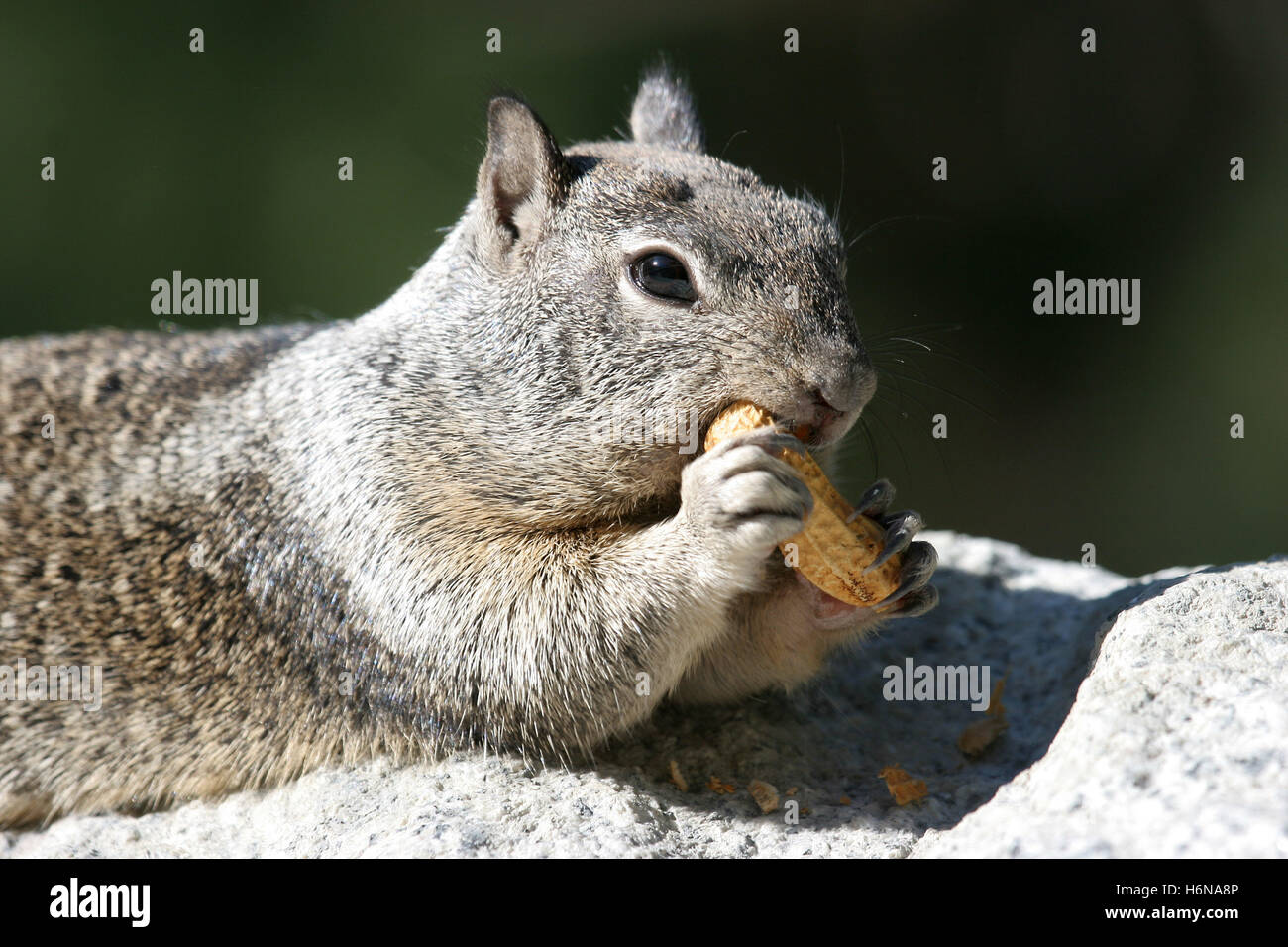 Eichhörnchen Sie im Yosemite-Nationalpark Stockfoto