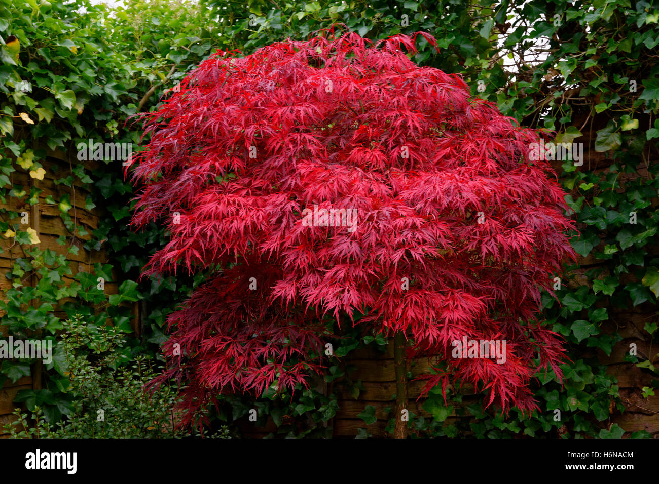 Japanischer Ahorn (Acer Palmatum) Baum im Frühherbst vor Blätterfall. Stockfoto