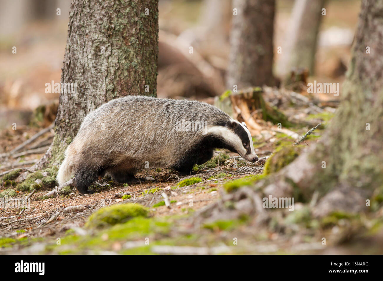 Dachs, Meles Meles, Europäischer Dachs Stockfoto