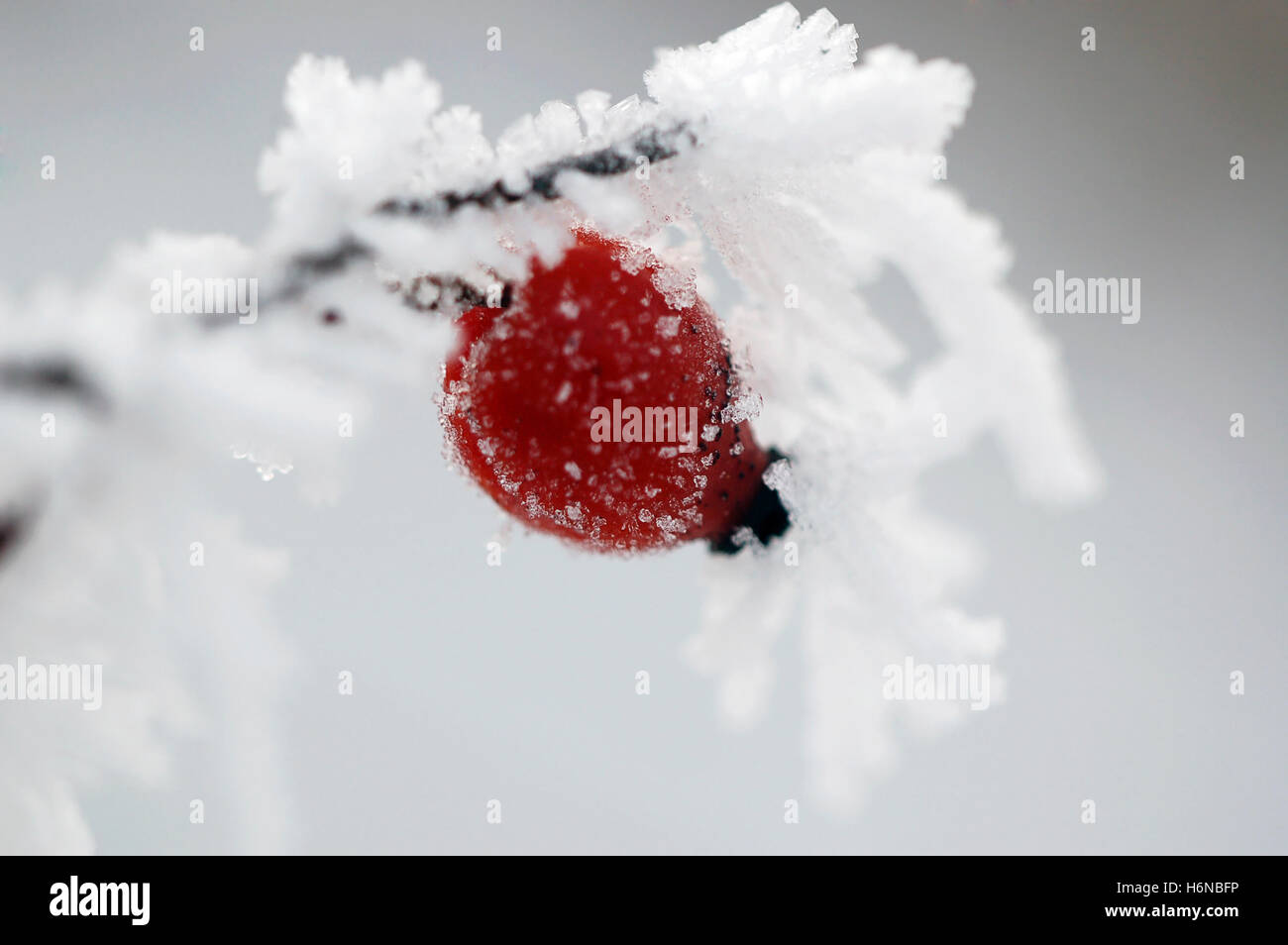 Winter-rose Stockfoto