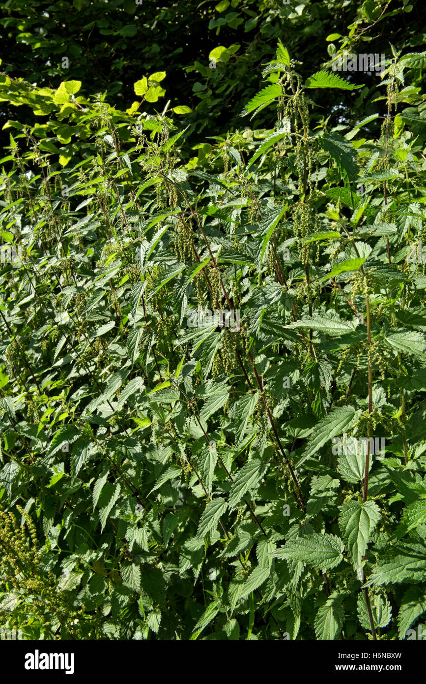 Brennessel, Urtica Dioica, blühen neben einem Land Fußweg, Berkshire, Juli Stockfoto