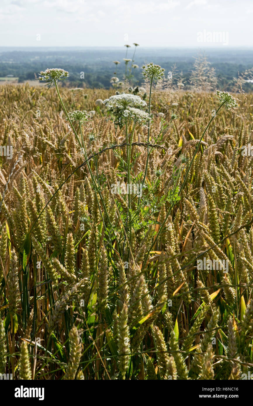 Wilde Möhre, Daucus Corota, Pflanzen blühen in Reife golden Winterweizen Ernte mit Ungräser, Juli Stockfoto