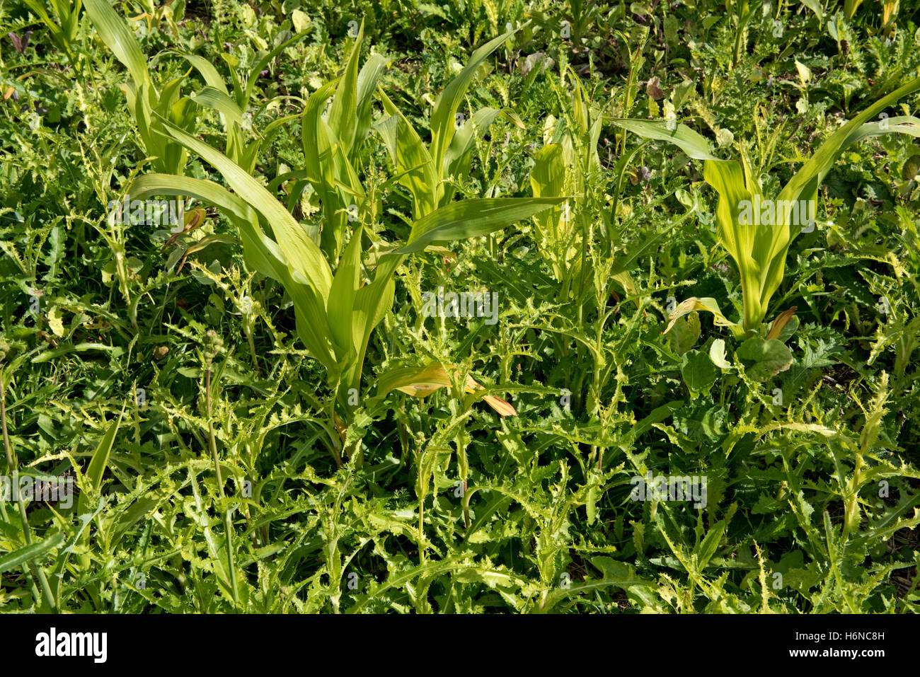 Stachelige Sau-Distel, Sonchus Asper, Unkraut in einem jungen Mais oder Mais Ernte auf steinigen Kreide Boden, August Stockfoto