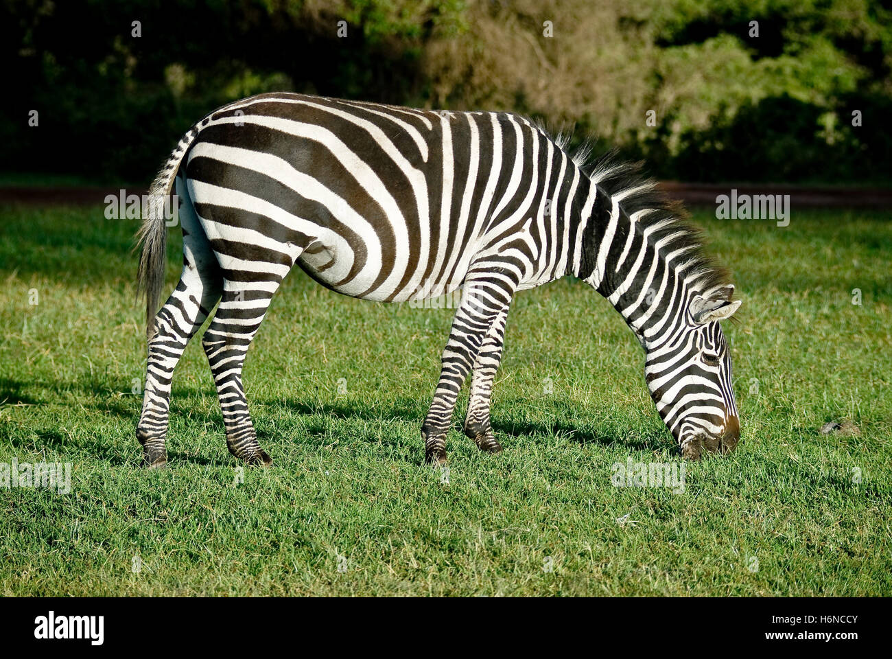 Säugetiere Stockfoto