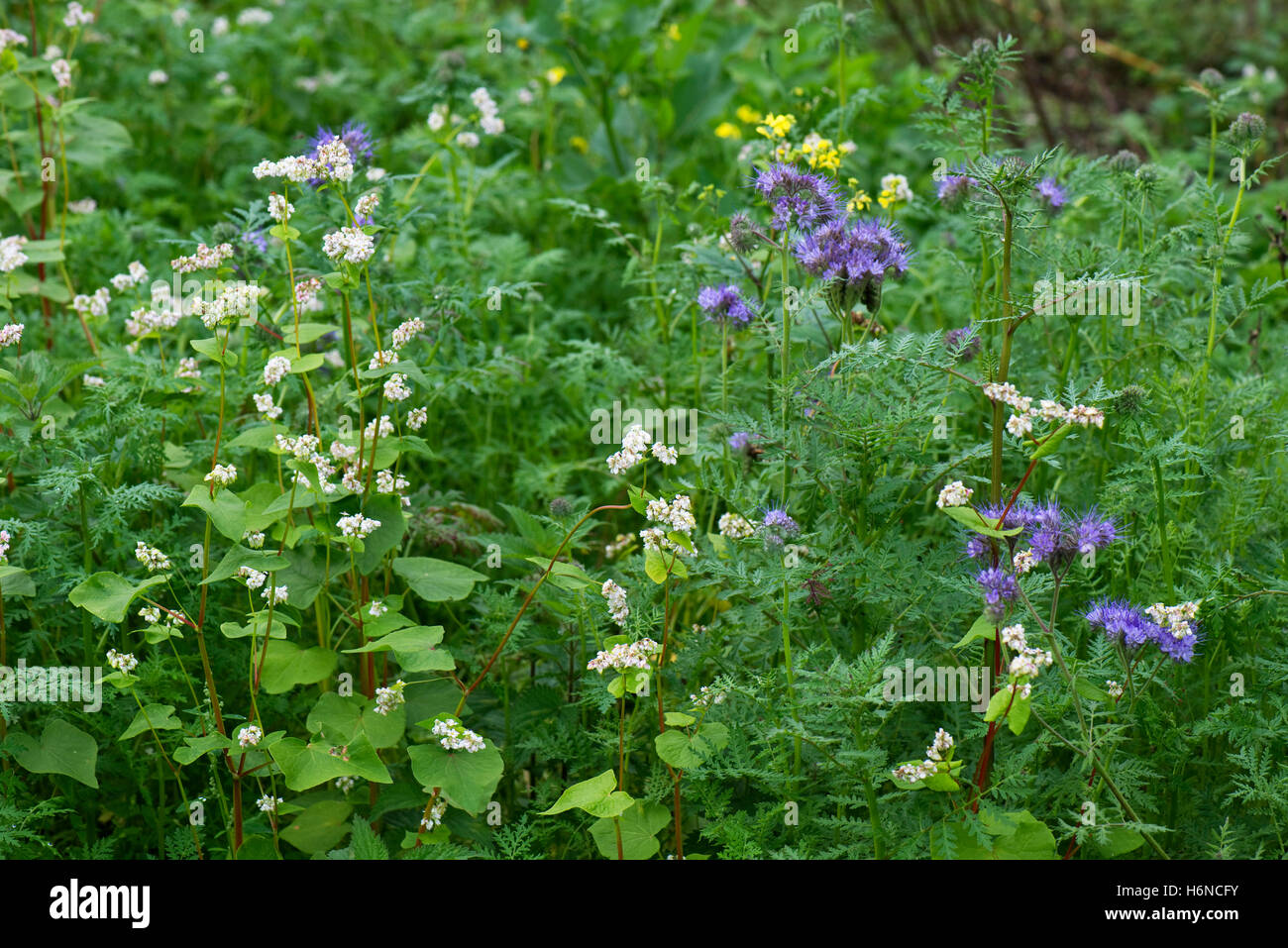 Eine Gründüngung Ernte mit Buchweizen und Phacelia gewachsen in einem freien Gemüsegarten, Berkshire, September Stockfoto