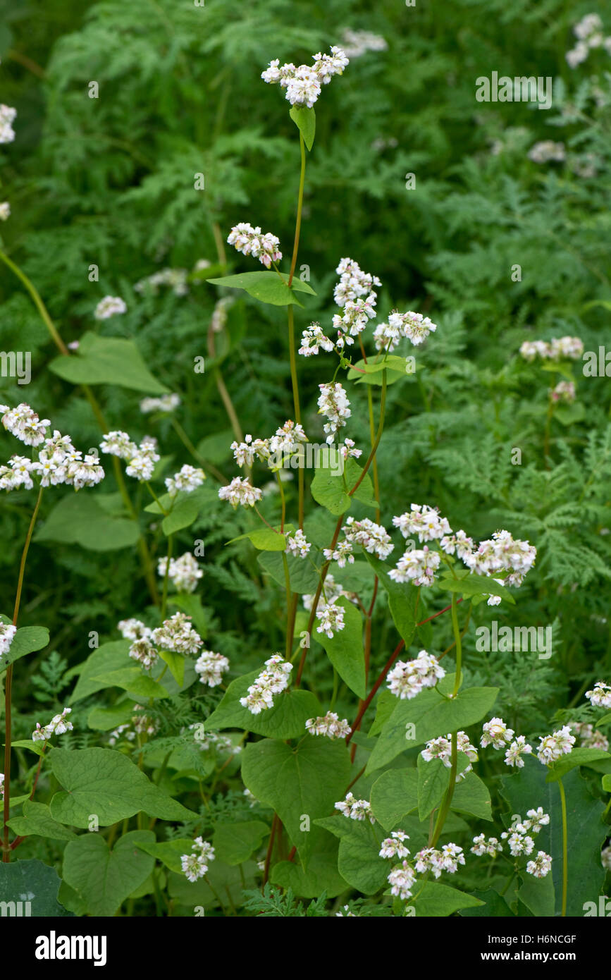Eine Gründüngung Ernte, Buchweizen, Fagopyrum Esculentum, Blüte im freien Gemüsebeet, Berkshire ...