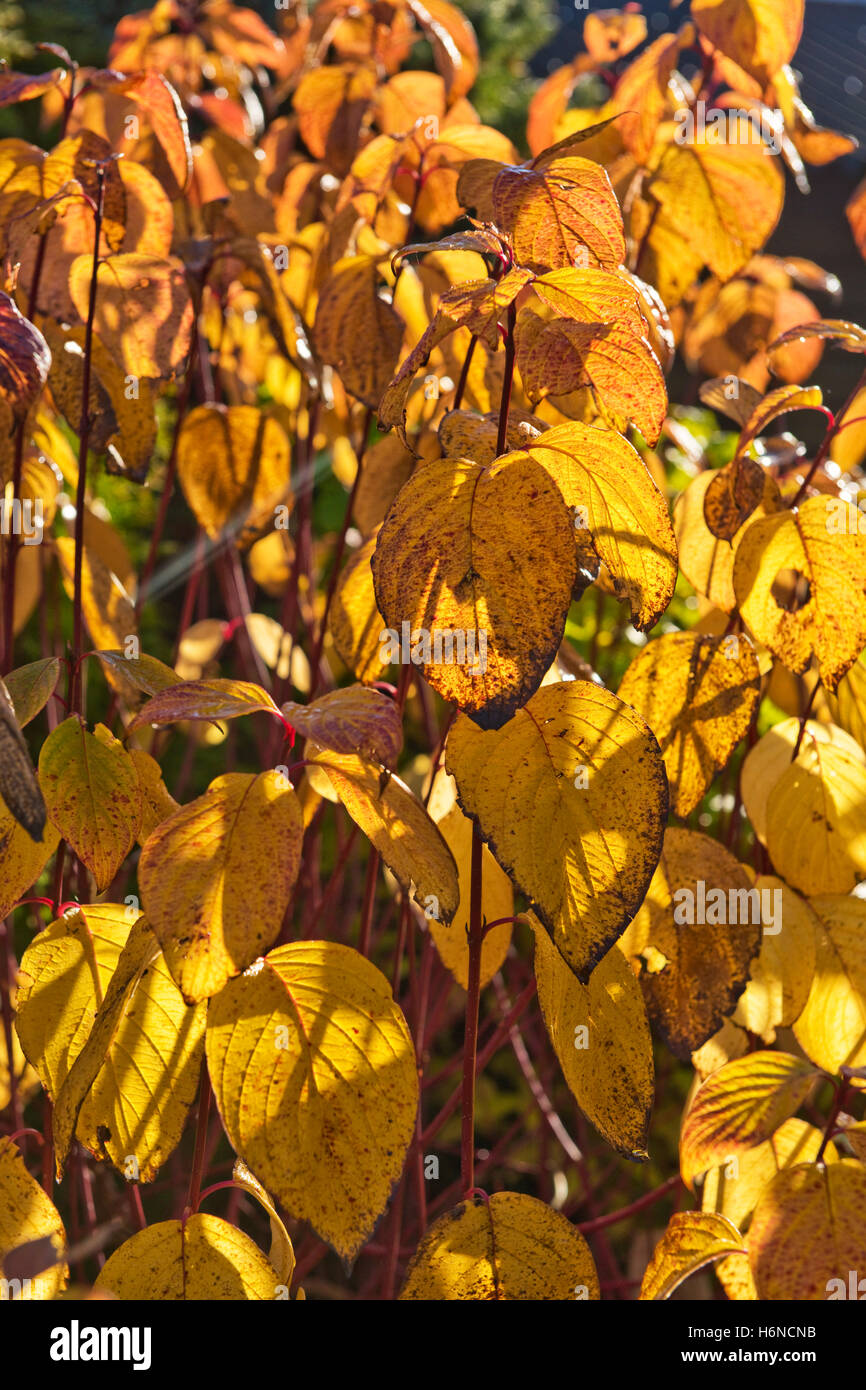 Roten bellte Hartriegel, Cornus Alba, mit Blätter drehen gelb und fallen im Herbst, Oktober Stockfoto