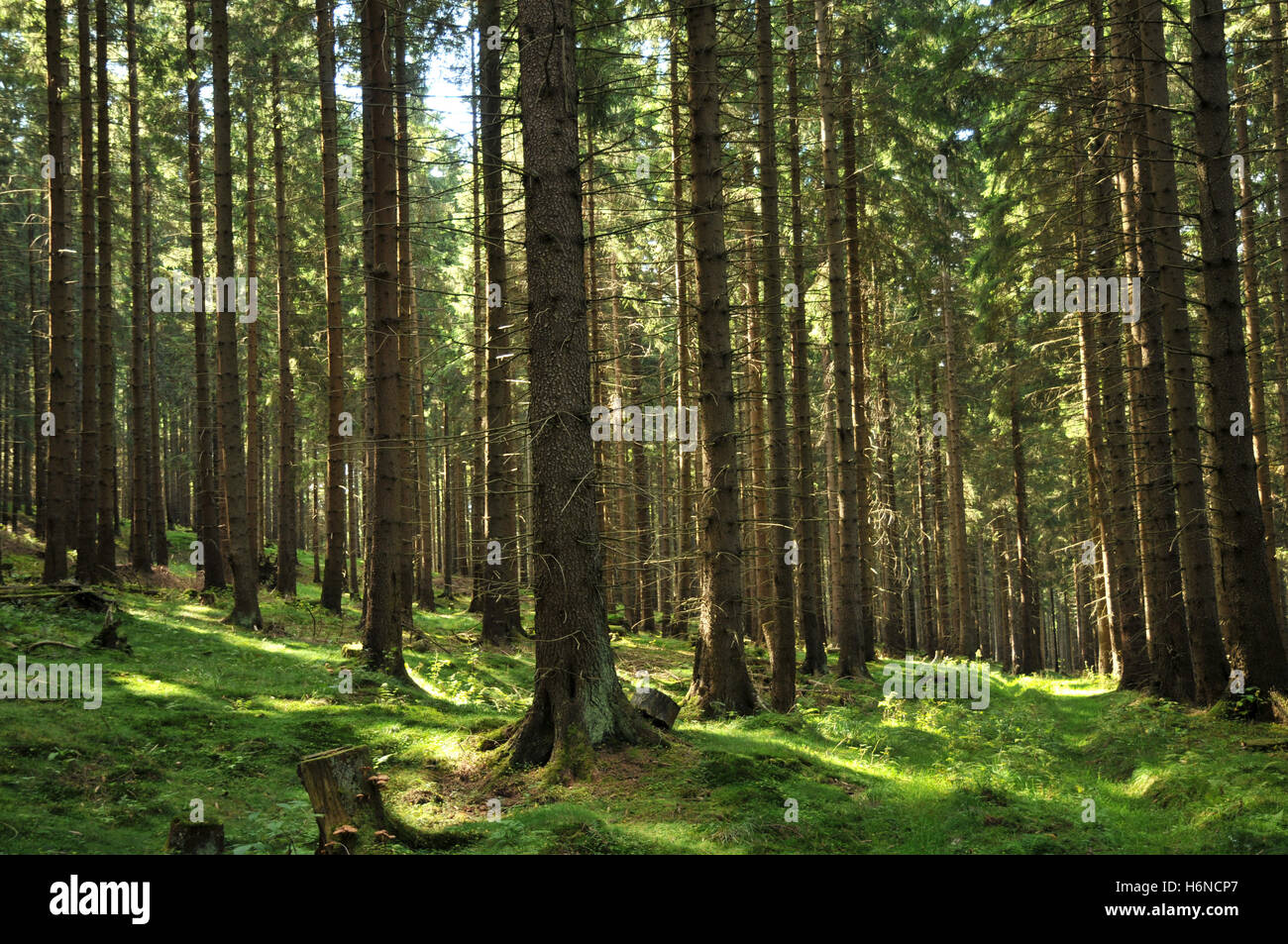 Bäume Wälder Stockfoto