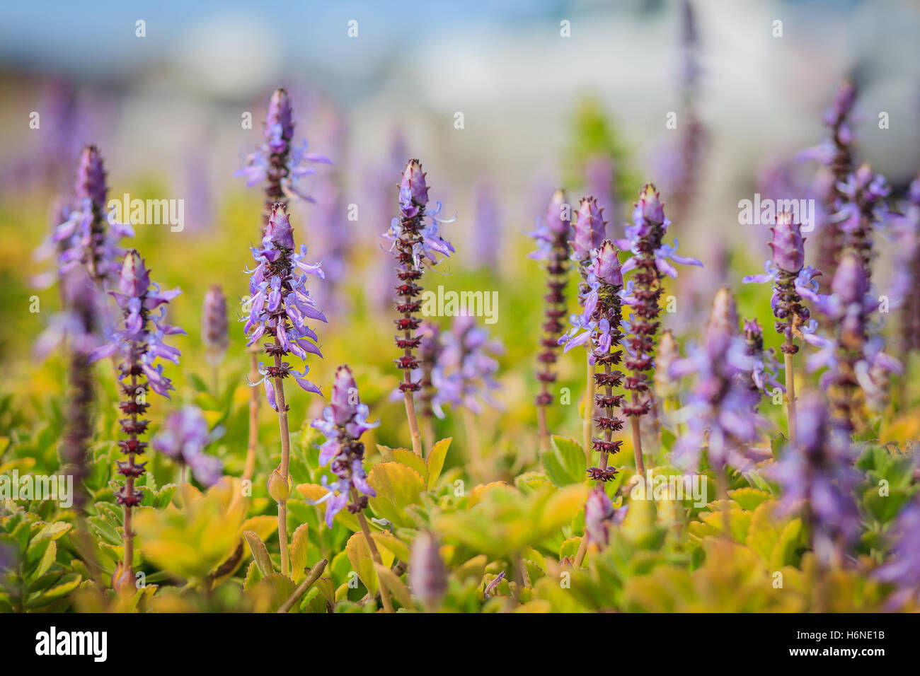 Lavendel Blumen, in der Sonne getrocknet Stockfoto