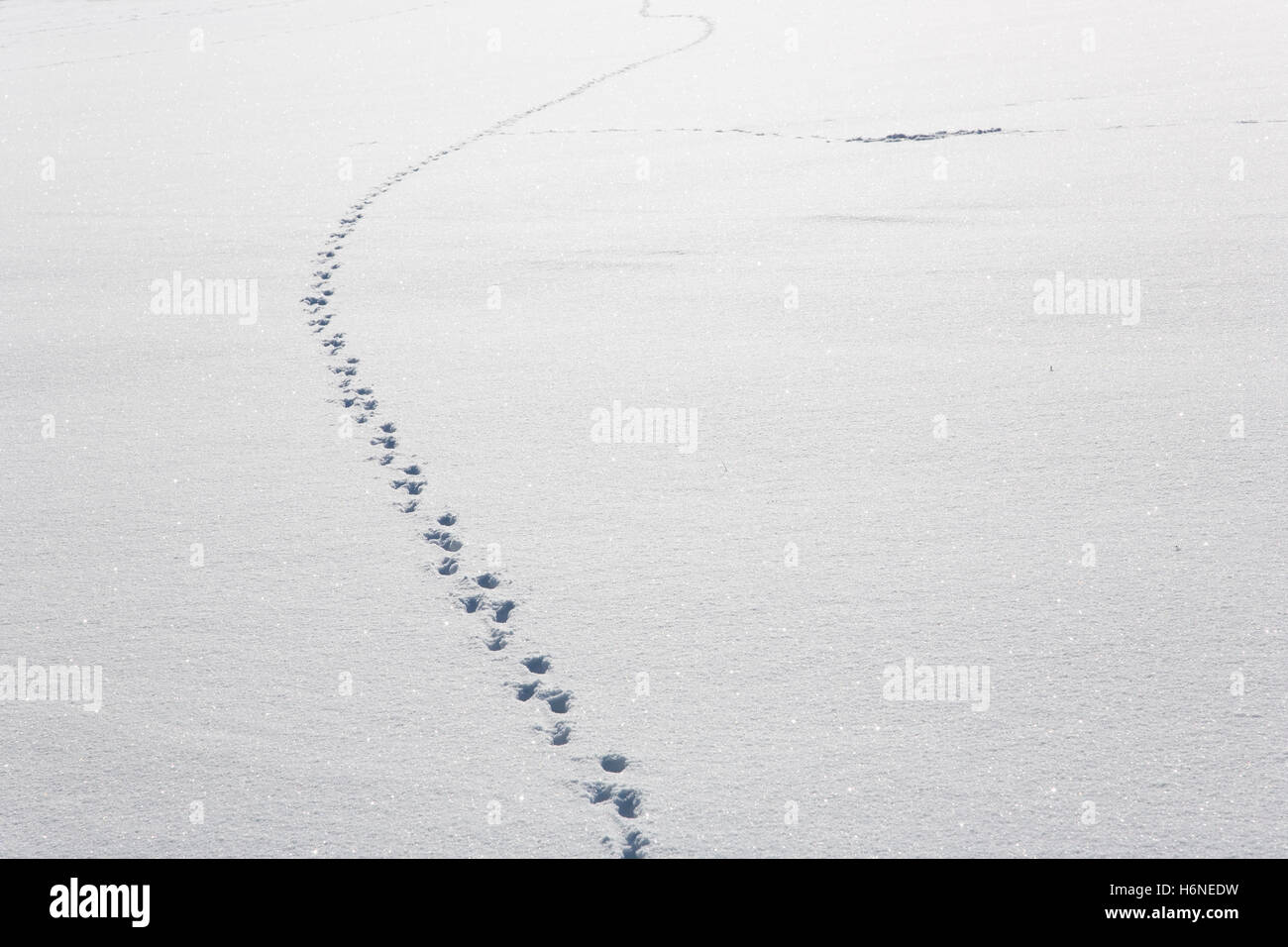 Tierspuren im Schnee Stockfoto