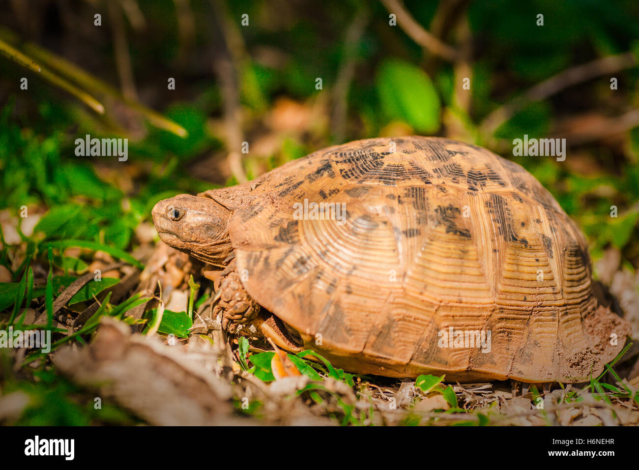 Terrestrische Schildkröten ruht auf dem Rasen Stockfoto