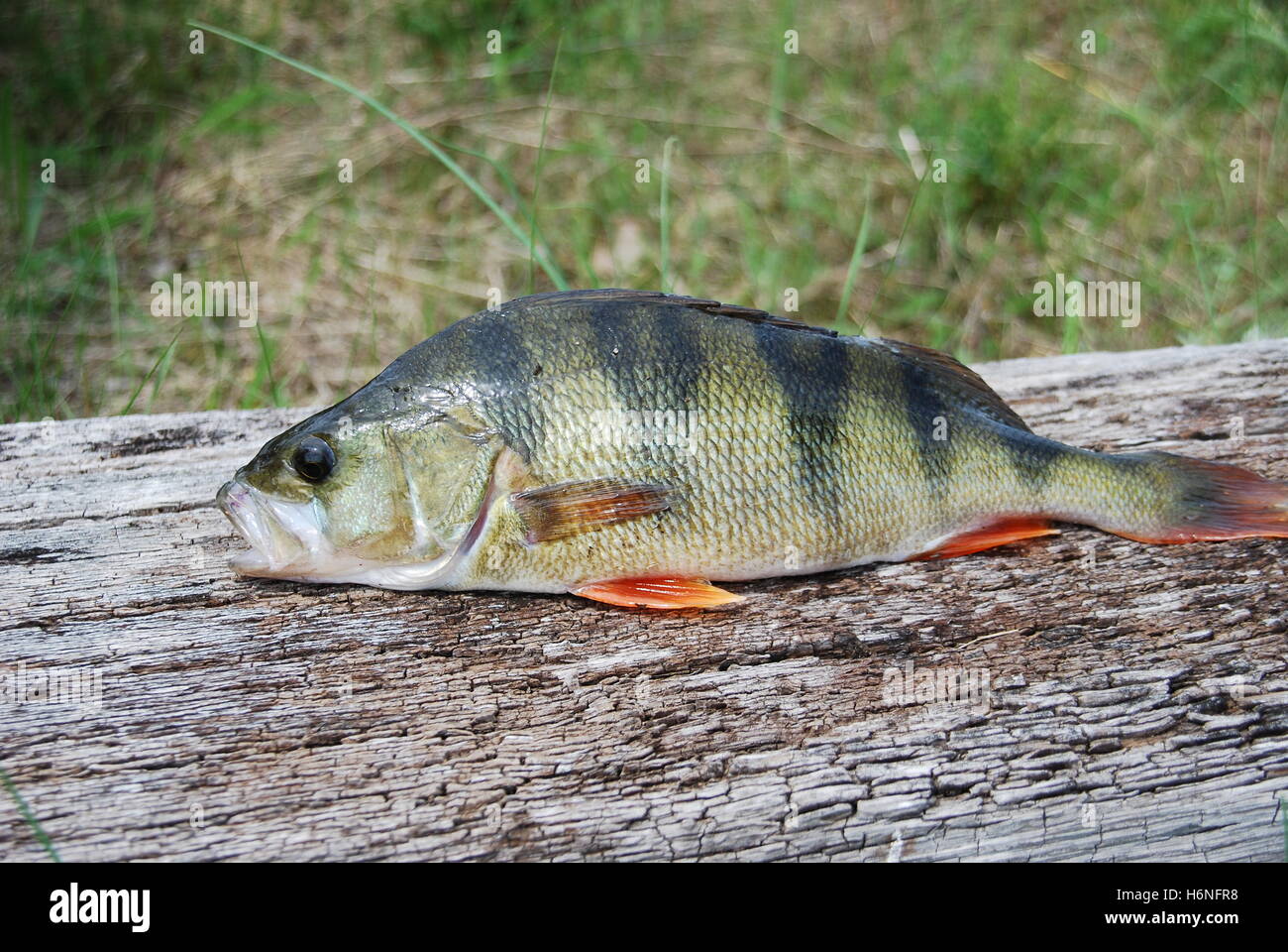 Barsch (Percha Fluviatilis) Stockfoto