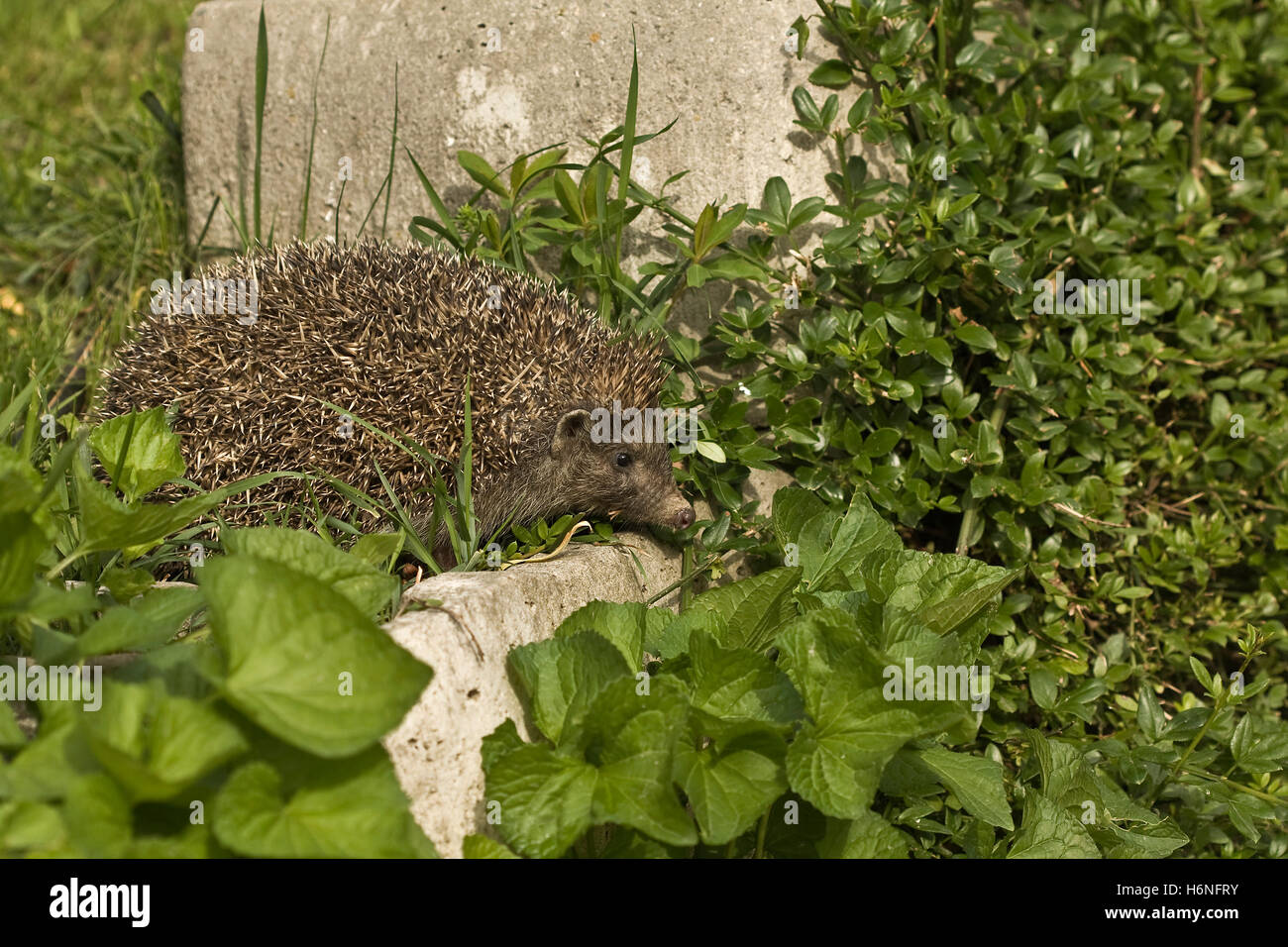 Igel auf ein Discovery-Suche Stockfoto