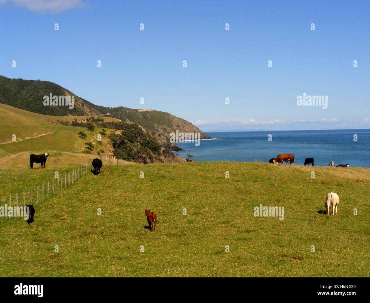 Coromandel Rinder Stockfoto