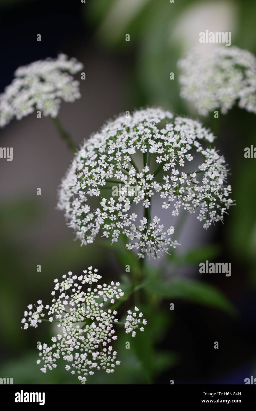 Giersch, Aegopodium podagraria Stockfoto