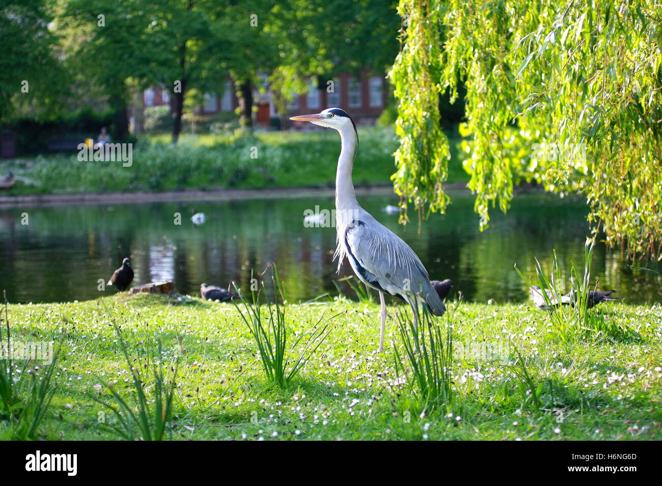 schöne Reiher in London park Stockfoto