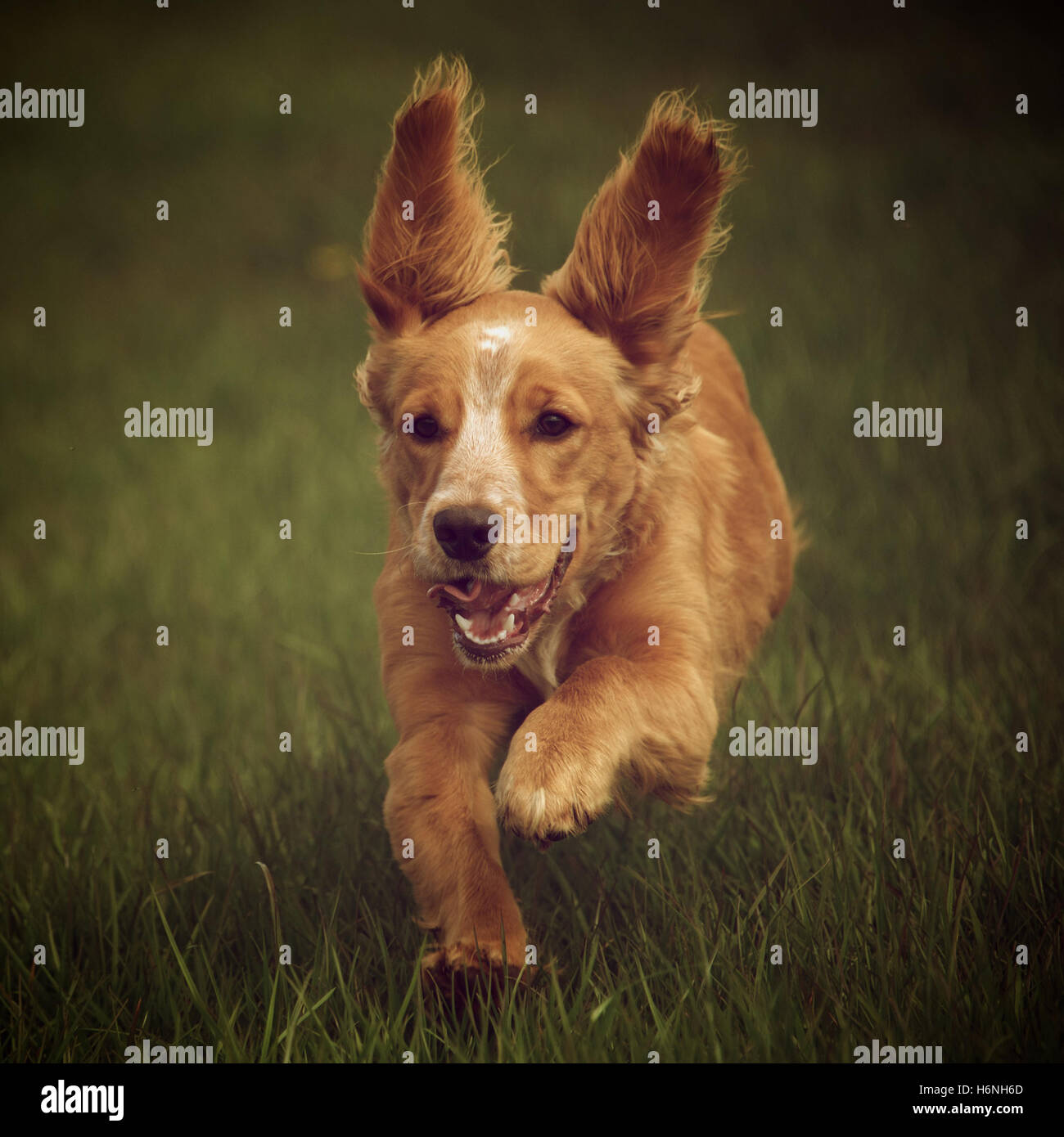 Goldene Cocker Spaniel ausgeführt Stockfoto