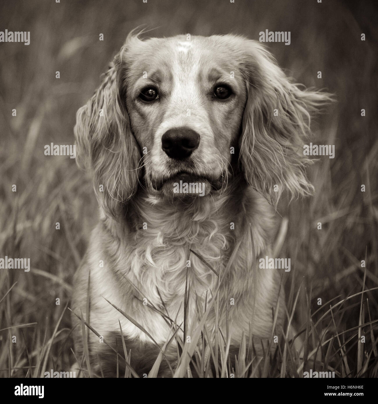 Ein Cocker Spaniel saß lange Gras Nahaufnahme Stockfoto