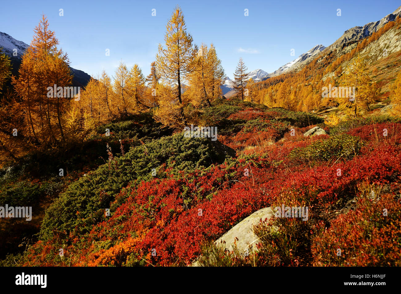 Farben des Herbstes, gelbe Larchtrees, Heidelbeere Büsche, Lötschental, Wallis, Schweiz Stockfoto