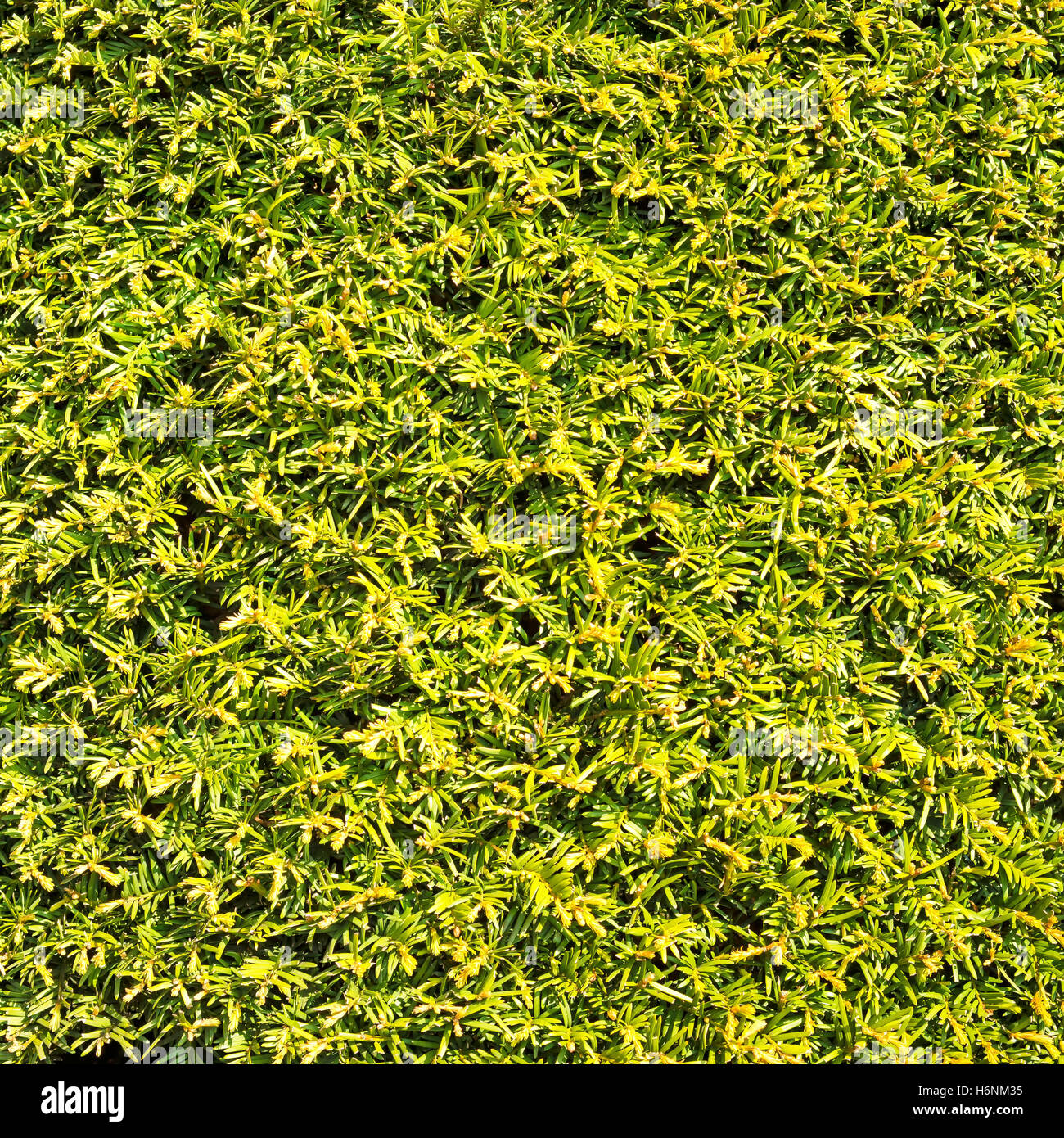 Grüne Hecke Blätter ähnlich wie Grass Textur Hintergrund oder Muster Stockfoto