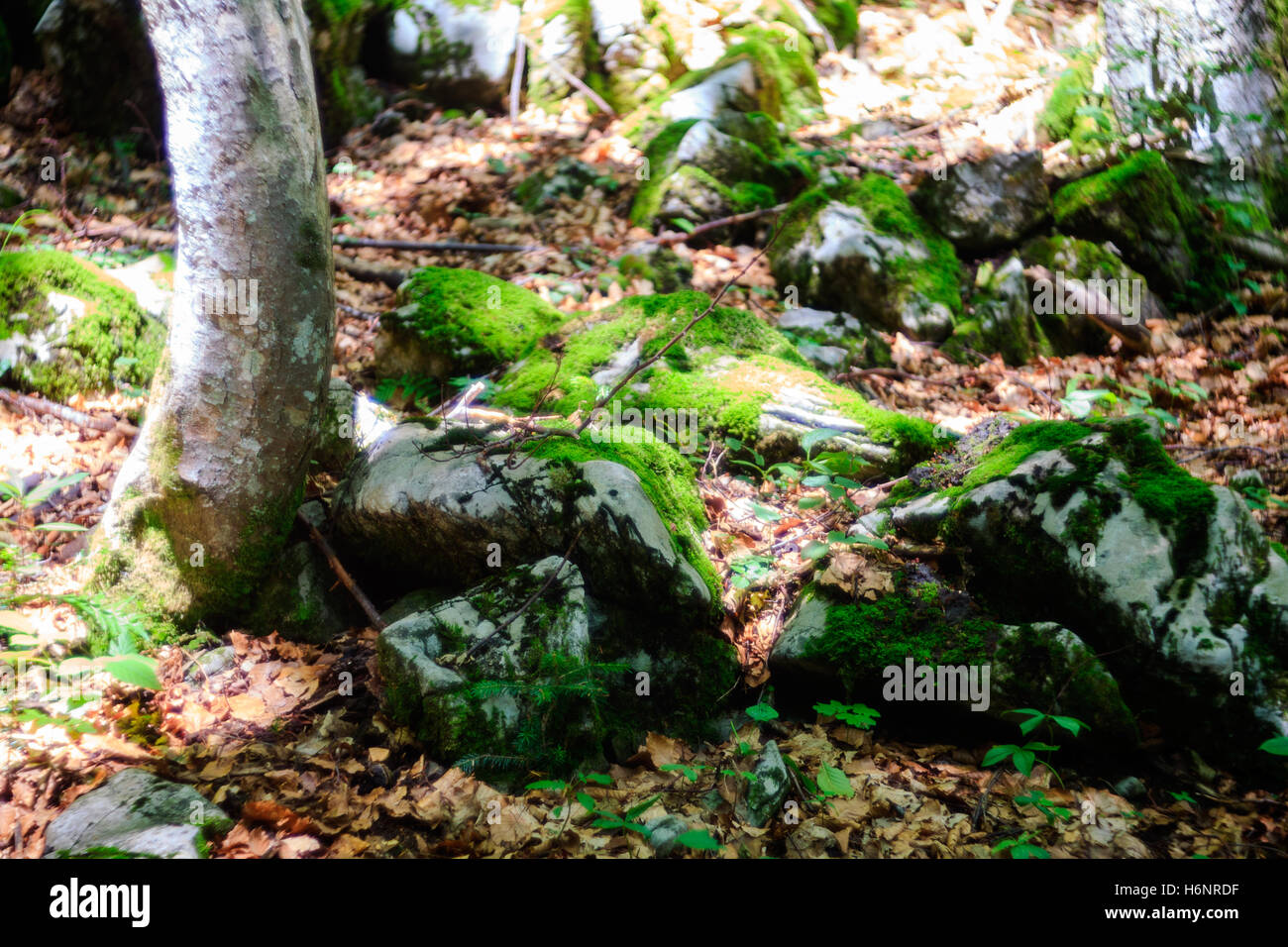 Moos auf den Felsen in den Wald, Slowenien Stockfoto