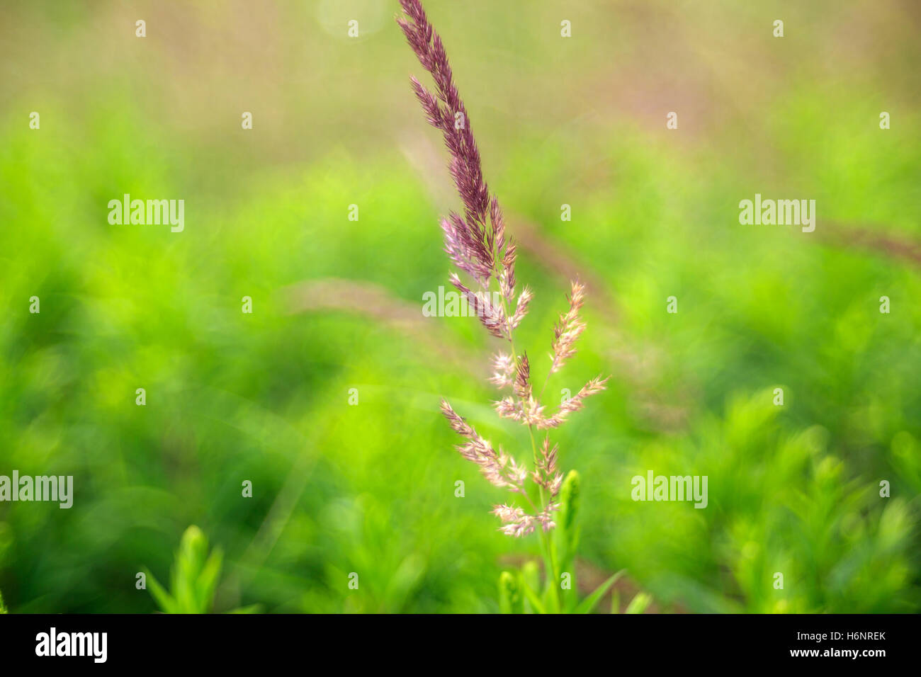 Nahaufnahme von Landschaft Rasen mit Bokeh-Effekt Stockfoto