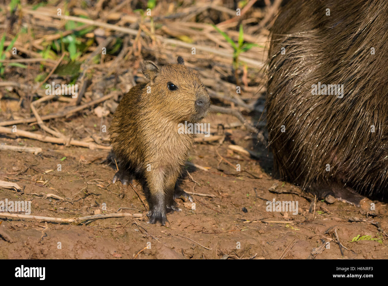 Wild Baby Capybara, Hydrochaeris hydrochaeris, neben seiner Mutter in der Pantanal, Brasilien, Südamerika Stockfoto