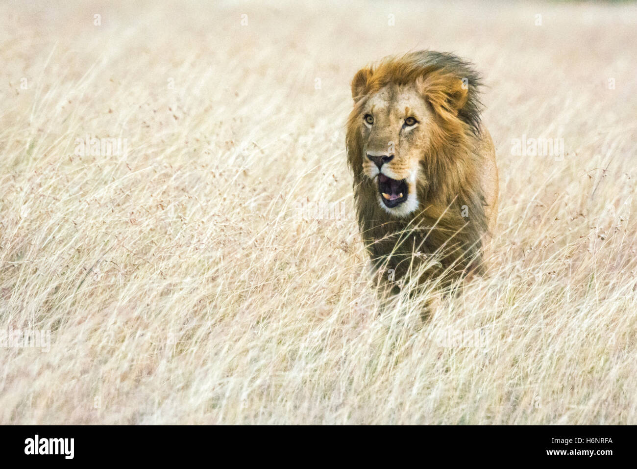 Erwachsenen wilden männlicher Löwe, Panthera Leo, Wandern, wind brüllen oder Gähnen, wehenden Mähne, Masai Mara National Reserve, Kenia, Afrika Stockfoto