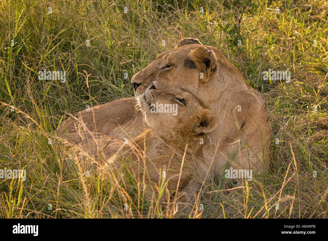 Liebevoller Moment zwischen Löwenjunges und Mutter Löwin, Panthera Leo, Masai Mara National Reserve, Kenia, Ostafrika Stockfoto