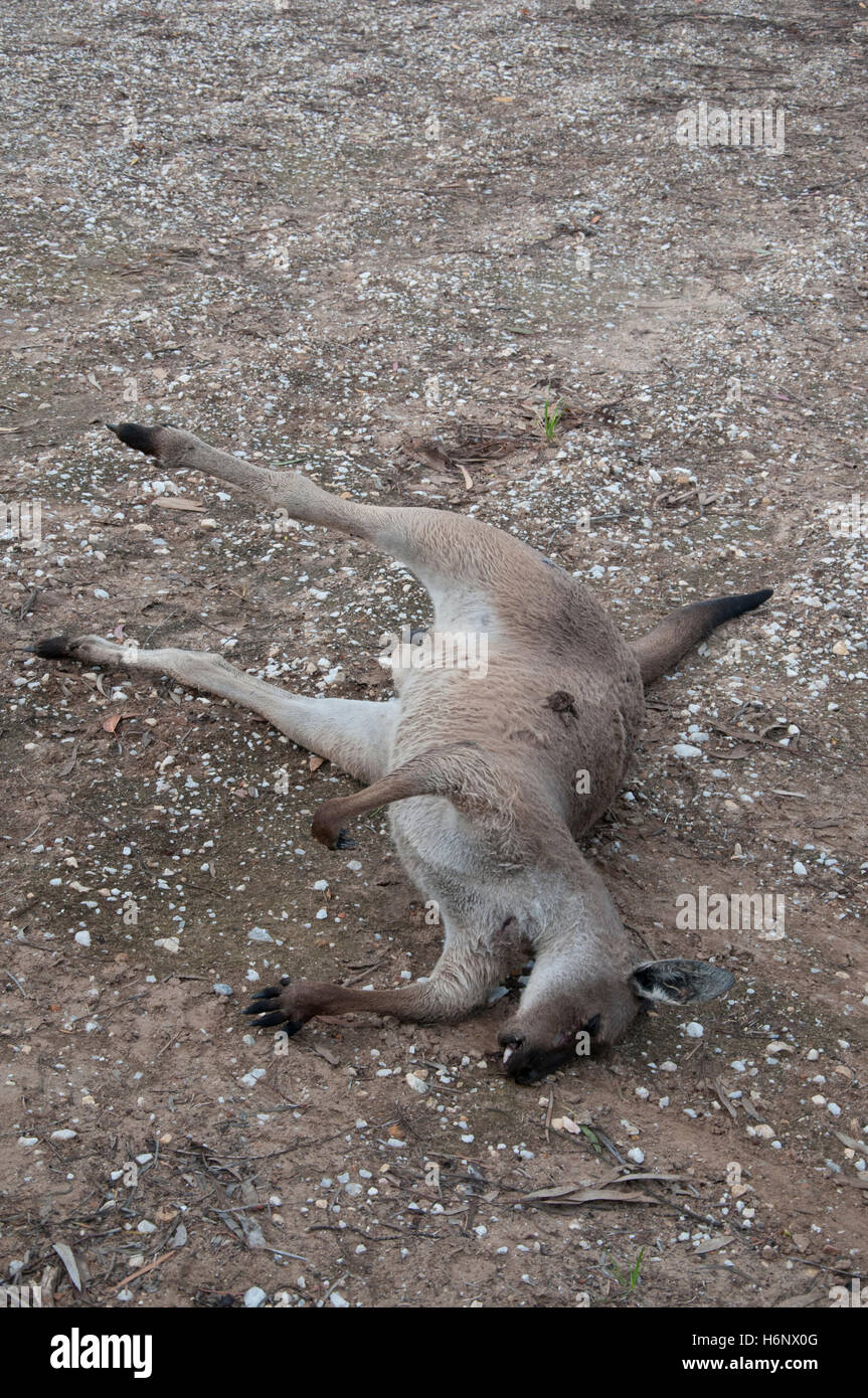 Roadkill Känguru im Barossa Valley, South Australia Stockfoto