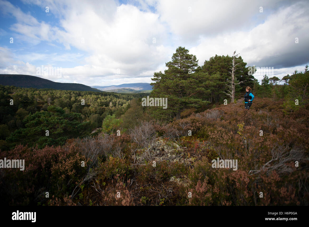 Eine weibliche Wanderer genießen die Aussicht entlang der Lairig Ghru Trail und über den Kaledonischen Wald in den schottischen Highlands in Richtung Rothiemurchus Estate Stockfoto