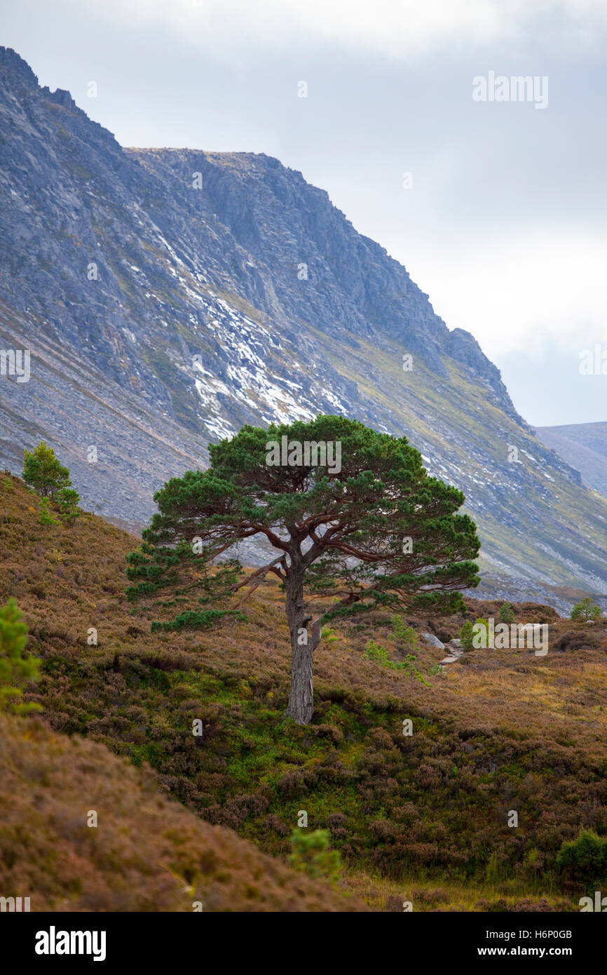 Einsame Caledonian Tree in der Lairig Ghru Pass in die Cairngorm Mountains Teil der Kaledonischen Wald im Bereich, Highlands, Schottland Stockfoto