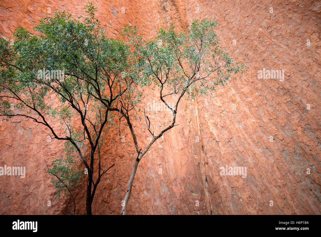 Einsamer Baum auf Basis des Uluru Stockfoto