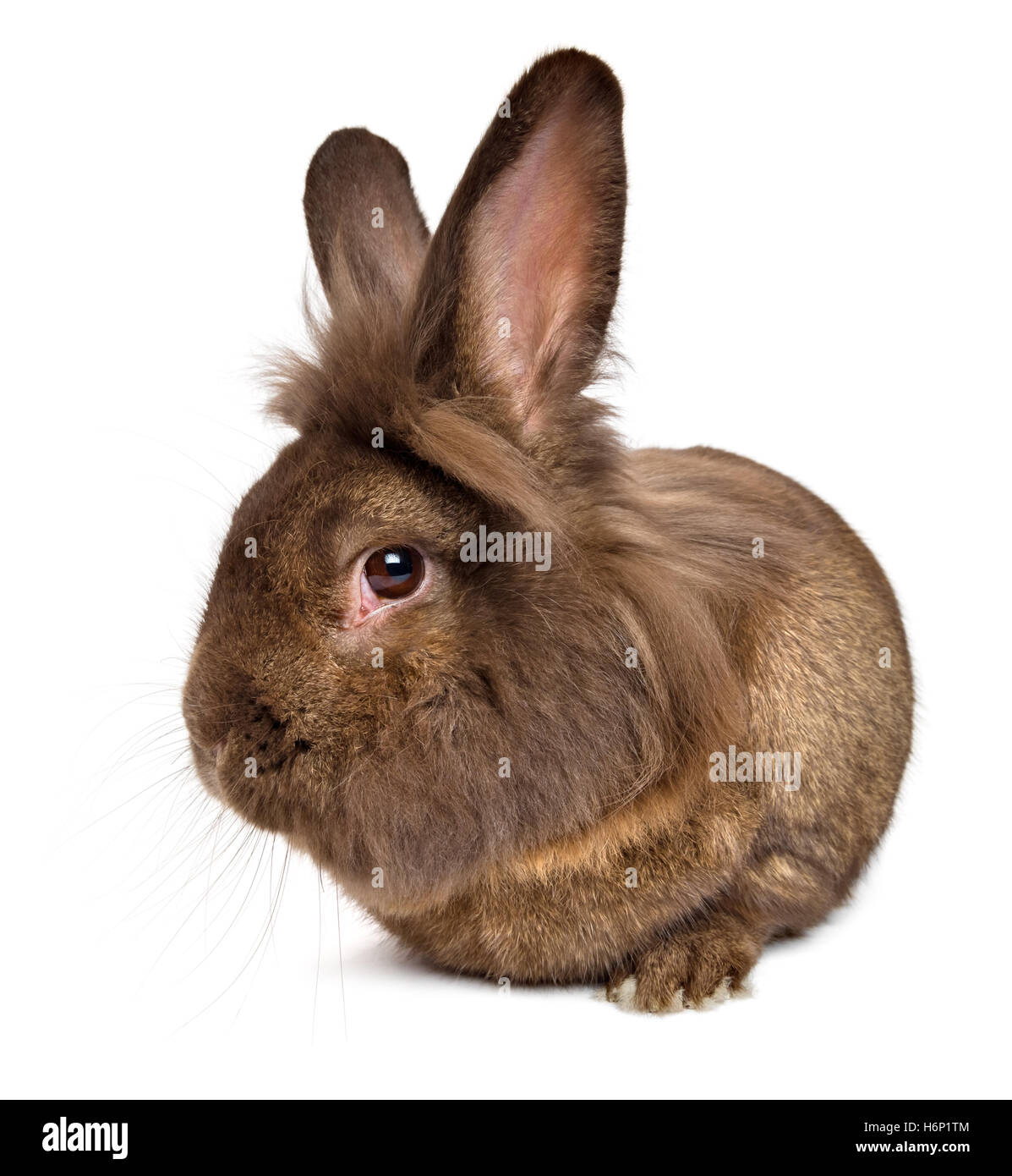 Lustige liegenden Schokolade gefärbt Löwenkopf Kaninchen Stockfoto