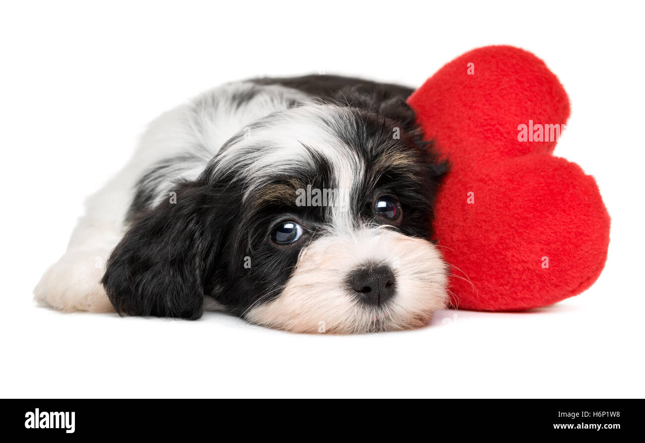 Geliebten Valentine Havaneser Welpe Hund mit einem roten Herzen Stockfoto