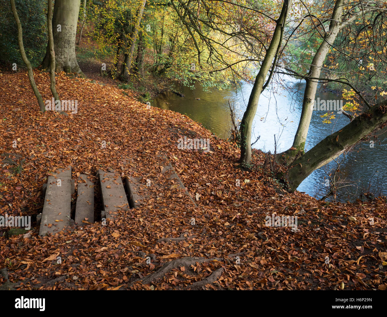 Blätter auf einen Pfad durch den Fluß Nidd töricht Holz im Herbst Knaresborough North Yorkshire England gefallen Stockfoto