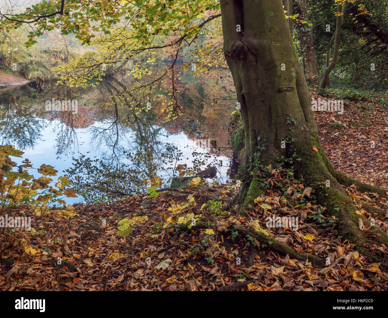 Herbst Baum durch den Fluß Nidd Knaresborough North Yorkshire England Stockfoto