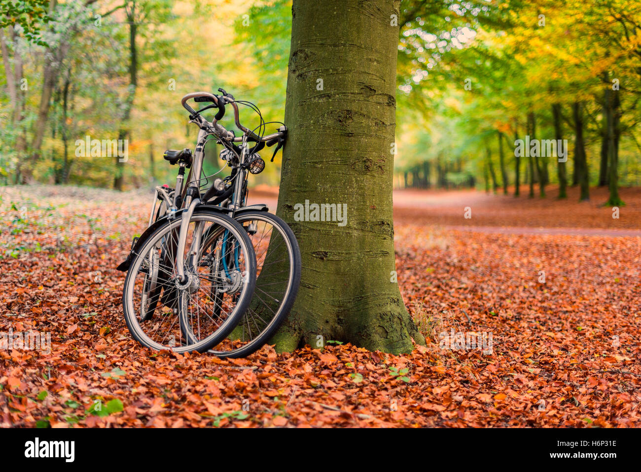 Fahrräder gegen Baum im herbstlichen Wald Stockfoto